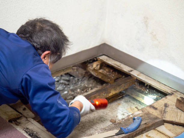 Best Insurance-Related Mold Remediation in Dallas Center, IA