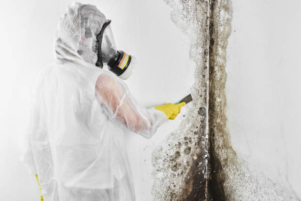 Best Black Mold Remediation in Dallas Center, IA