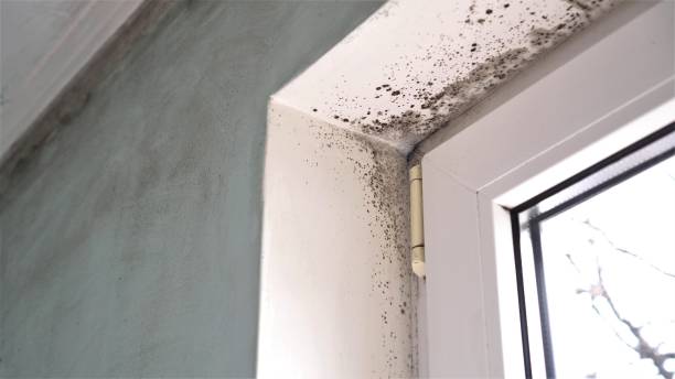 Best Crawl Space Mold Remediation in Dallas Center, IA