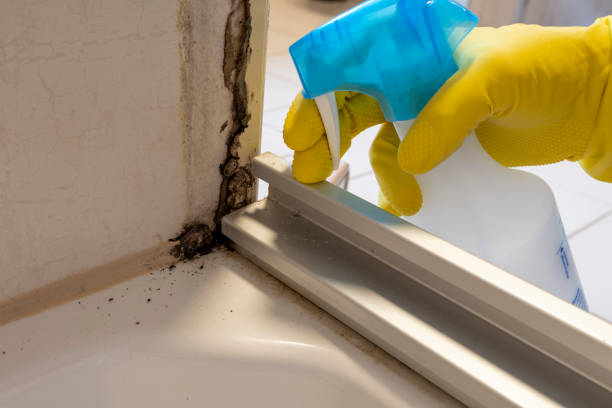 Best Bathroom Mold Remediation in Dallas Center, IA