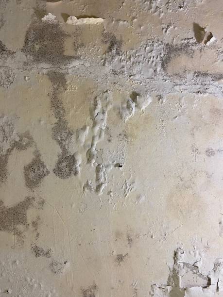 Best Kitchen Mold Remediation in Dallas Center, IA