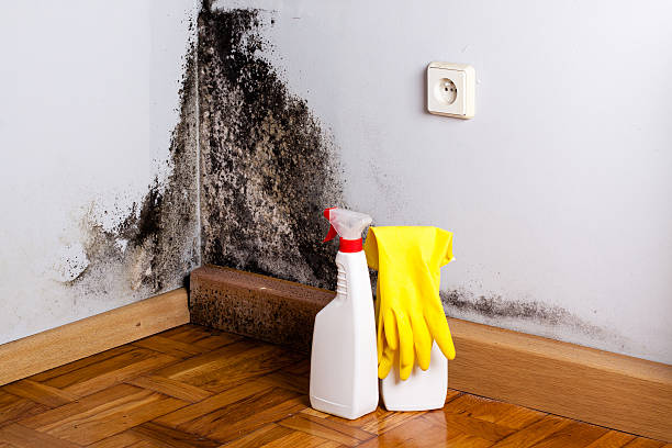 Best Mold Remediation for Specific Building Types in Dallas Center, IA