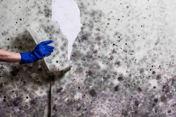 Best DIY Mold Remediation Support Services in Dallas Center, IA