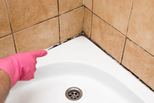 Reliable Dallas Center, IA Mold Remediation Solutions